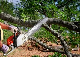 Best Palm Tree Trimming  in Culpeper, VA